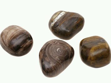 Skamieniałe drzewo/ skamieniałe drewno - kamień gładzony, polerowany, szlifowany i bębnowany w formie otoczaka. Cztery wypolerowane kamienie skamieniałego drewna brunatnego na białym tle.