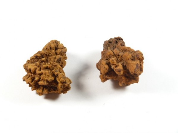 Dwa kawałki bursztynu o nieregularnym kształcie na białym tle.