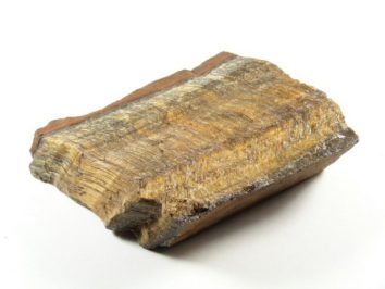Skamieniały kawałek drewna na białym tle.